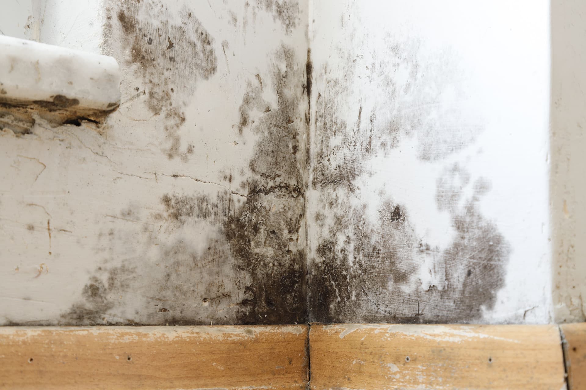 Example of Mold Damage