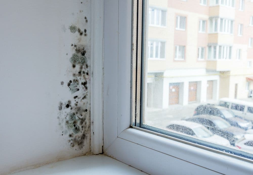 How To Keep Your Home Safe From Black Mold Damage