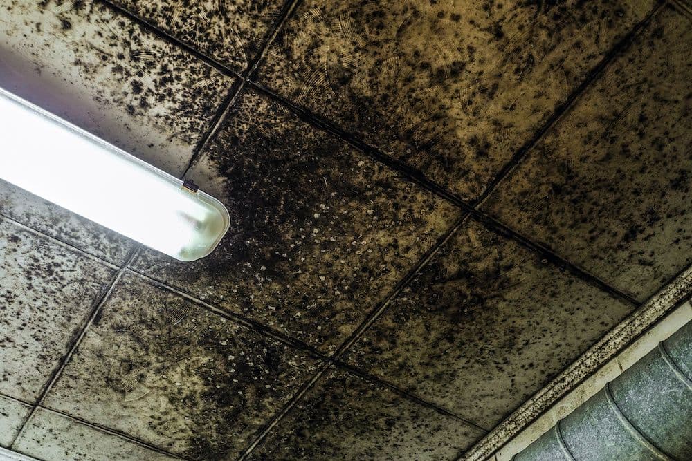 Staying In A House With Black Mold